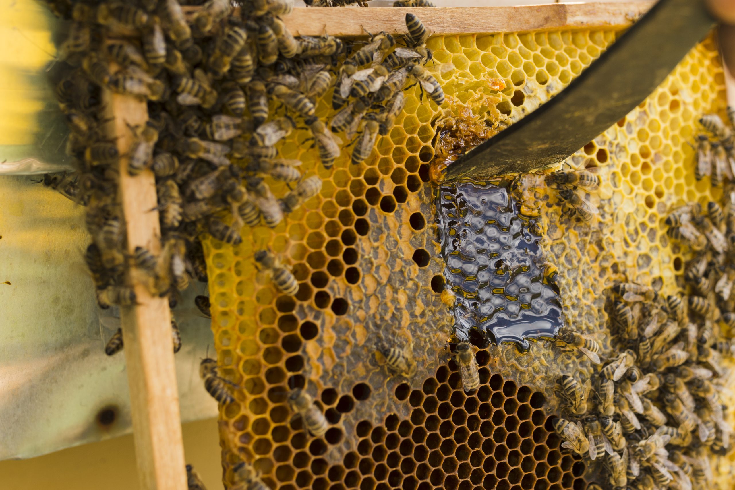 Sorra adják fel a méhészek: eldurvult a helyzet Magyarországon