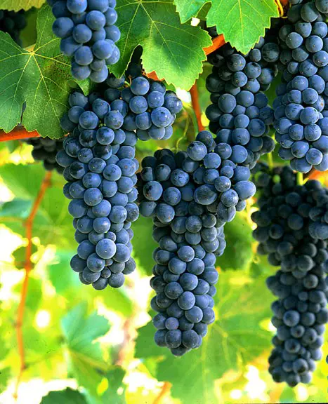 A legnépszerűbb borszőlő-fajták