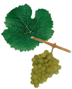Tramini