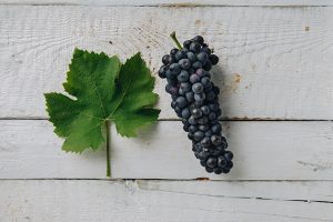 Shiraz (syrah)
