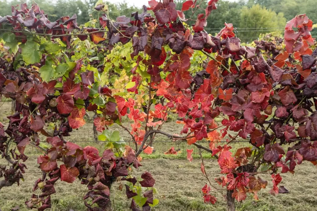 borban a kettősség aranyszínű sárgaság szőlő betegség