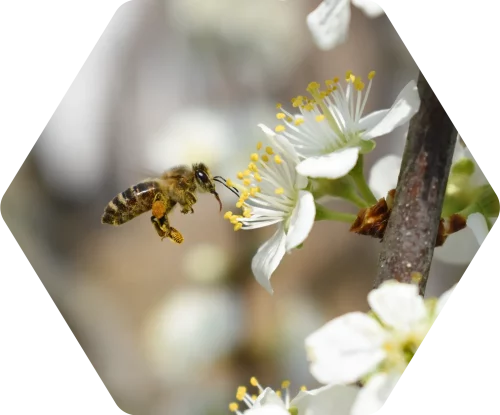 bee-crop